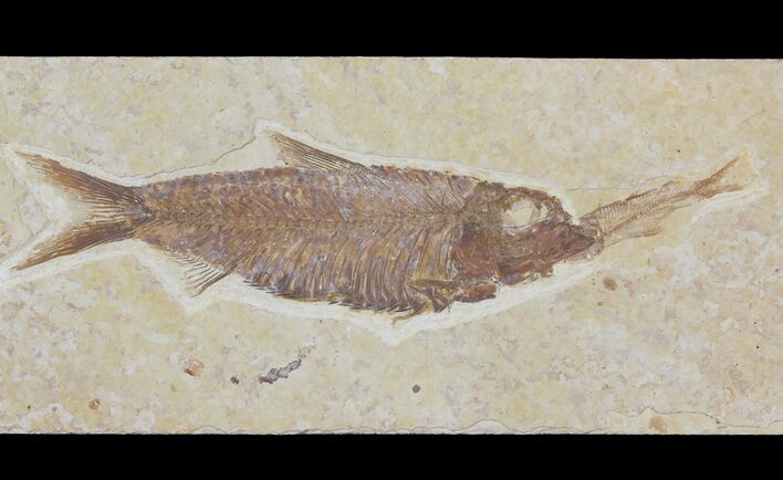 Detailed Fossil Fish (Knightia) - Wyoming #115109